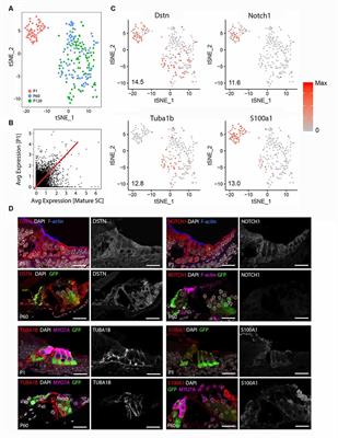 Characterizing Adult Cochlear Supporting Cell Transcriptional Diversity Using Single-Cell RNA-Seq: Validation in the Adult Mouse and Translational Implications for the Adult Human Cochlea